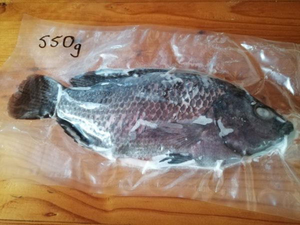 Frozen Tilapia Fish