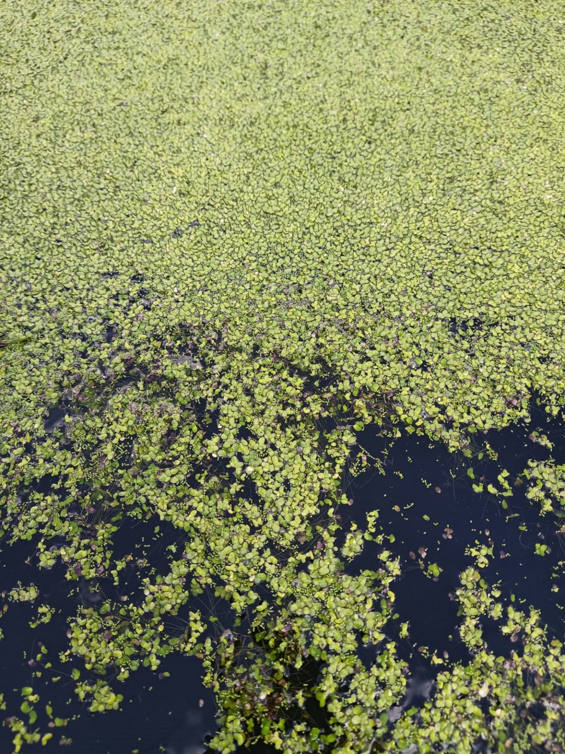 Duckweed