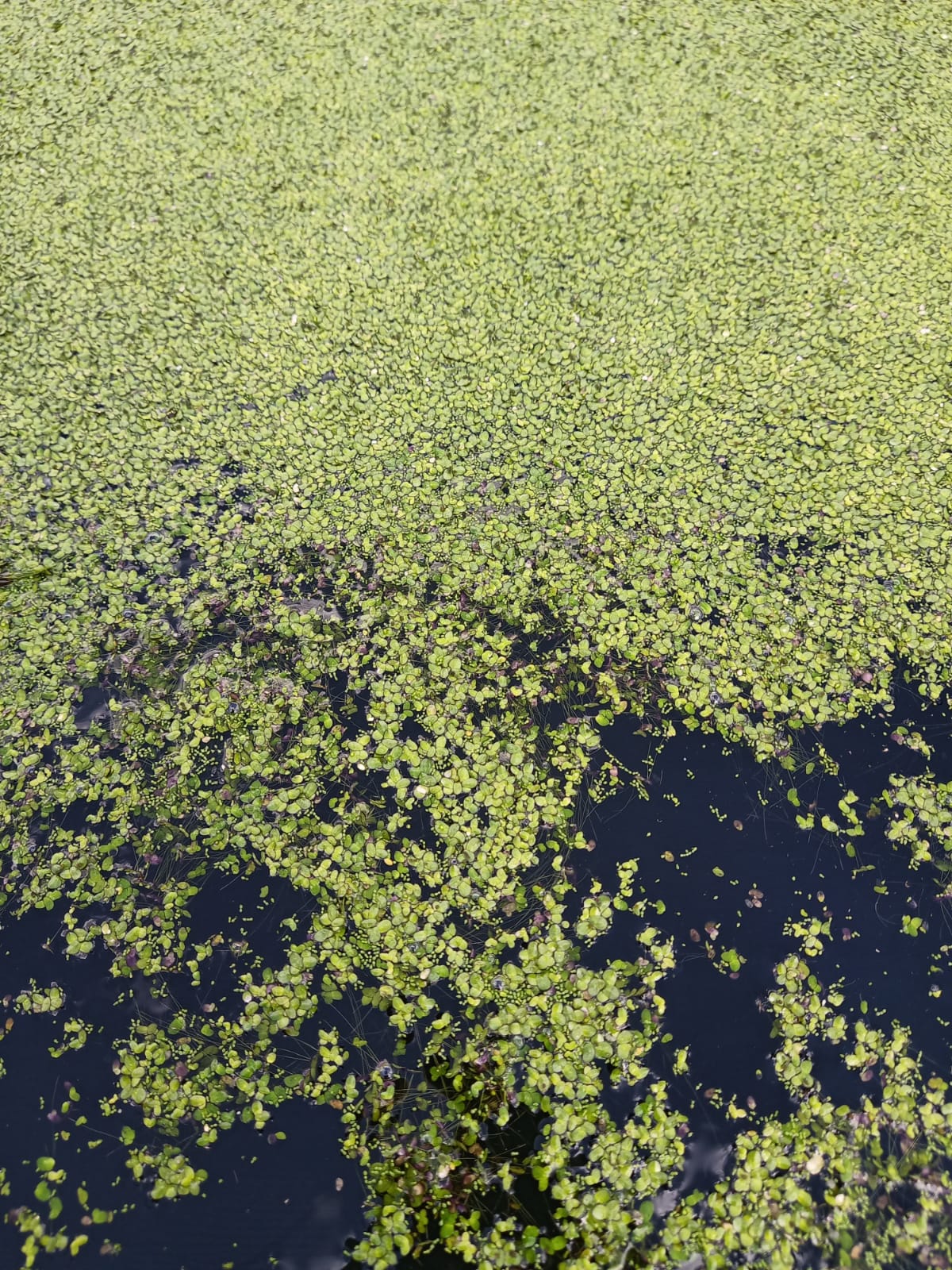 duckweed