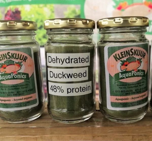 Duckweed Powder