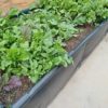 Wicking bed - Image 3